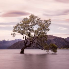 Landscape<span>Lone Tree of Lake Wanaka - Marshmallow</span>